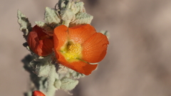 Sphaeralcea orcuttii