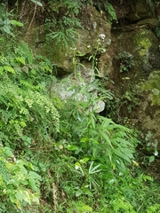 Irenepharsus trypherus