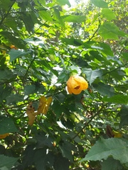 Callianthe