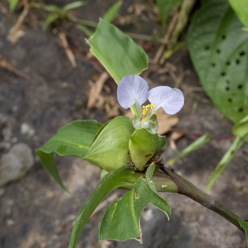 Commelina paludosa (Commelina paludosa)