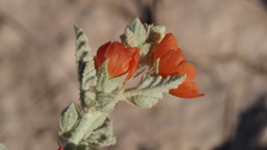 Sphaeralcea orcuttii