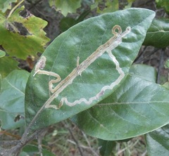 Phyllocnistis hyperpersea