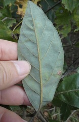 Phyllocnistis hyperpersea