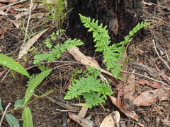 Cheilanthes nudiuscula