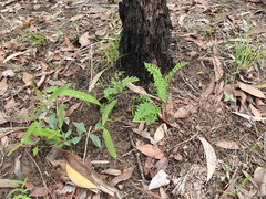 Cheilanthes nudiuscula