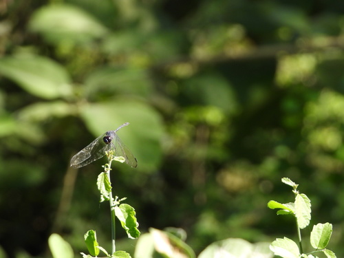 Black Setwing photo 5