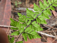Cheilanthes nudiuscula