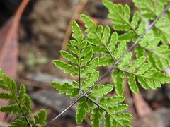 Cheilanthes nudiuscula