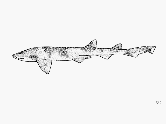 Yellowspotted Catshark