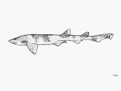 Yellowspotted Catshark photo 1