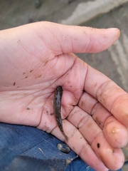 Dormitator maculatus