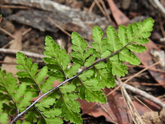 Cheilanthes nudiuscula