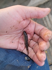 Dormitator maculatus