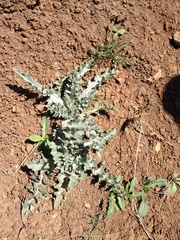 Cirsium undulatum undulatum