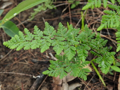 Cheilanthes nudiuscula