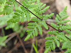 Cheilanthes nudiuscula