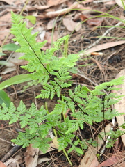 Cheilanthes nudiuscula