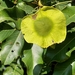 Pterocarpus marsupium - Photo (c) Milind Girdhari, μερικά δικαιώματα διατηρούνται (CC BY-NC), uploaded by Milind Girdhari