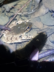 Platyplectrum fletcheri