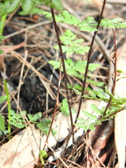 Cheilanthes nudiuscula