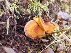 Tricholomopsis rutilans