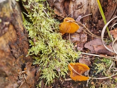 Tricholomopsis rutilans