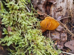 Tricholomopsis rutilans