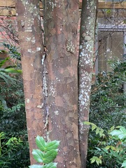 Fungi
