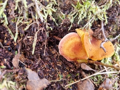 Tricholomopsis rutilans