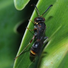 Ammatomus