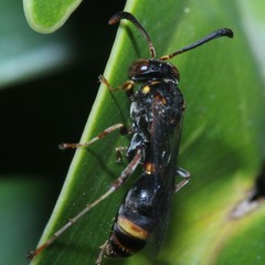 Ammatomus