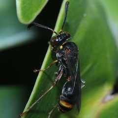 Ammatomus