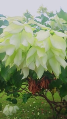 Mussaenda philippica