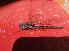 Rhionaeschna jalapensis