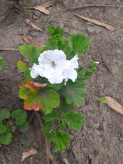 Pelargonium × domesticum