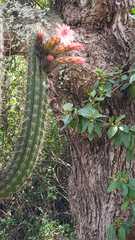 Cactoideae