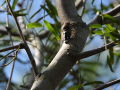 Diceroprocta cinctifera