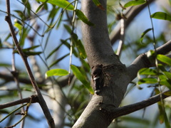 Diceroprocta cinctifera