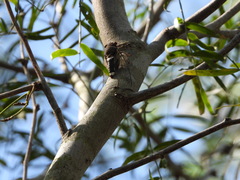 Diceroprocta cinctifera