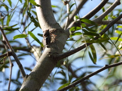 Diceroprocta cinctifera