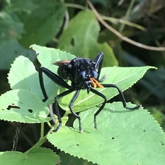 Protomydas rubidapex