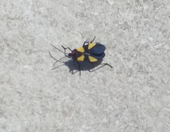 Oncopeltus orourkeae