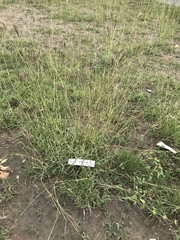 Dichanthium annulatum