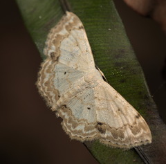 Scopula propinquaria