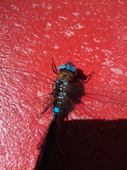 Rhionaeschna jalapensis