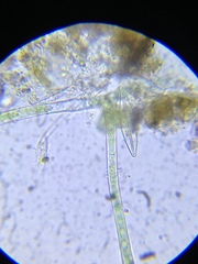 Hapalosiphon hibernicus