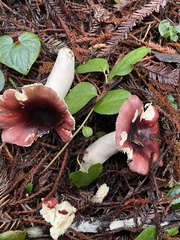 Russula murrillii