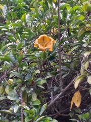 Solandra