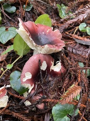 Russula murrillii