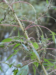 Amaranthus cannabinus